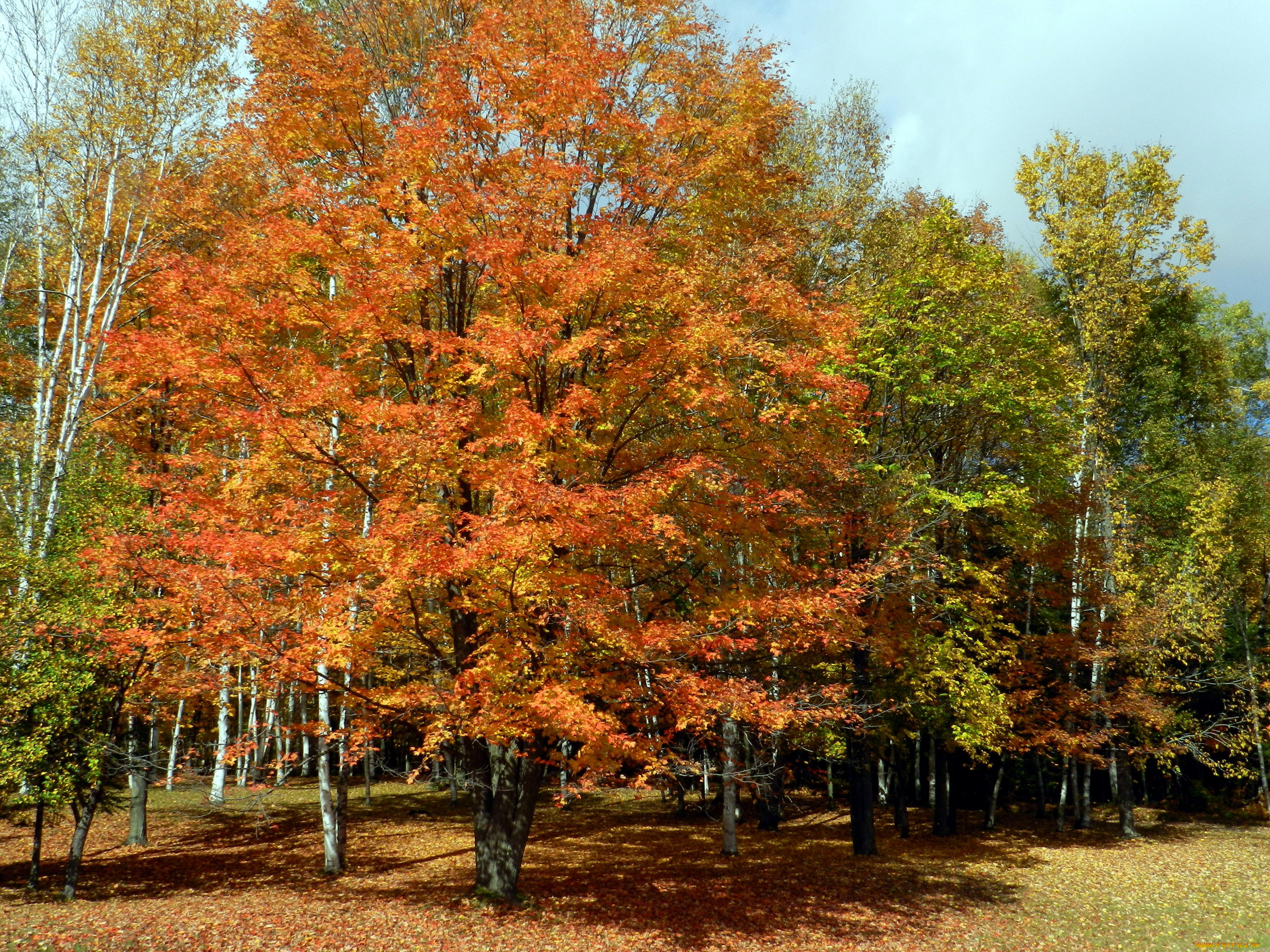 Лиственные леса осень